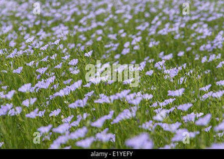 Cambridgeshire, Royaume-Uni. 11 Juin, 2014. Un champ de lin des éclats dans la fleur sur les terres agricoles près de Hamerton Cambridgeshire, Royaume-Uni. Les températures dans le milieu 20 Centigrade des degrés et des averses fréquentes ont contribué à la croissance rapide des plantes. La récolte également connu sous le nom de lin a une fleur bleue. Le lin est cultivé pour l'utiliser comme une huile comestible, comme supplément alimentaire, et comme ingrédient dans plusieurs produits de finition du bois. Le lin est également cultivé comme plante ornementale dans les jardins. Des fibres de lin peut être utilisée pour faire le linge. Credit : Julian Eales/Alamy Live News Banque D'Images