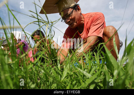 11 juin 2014 - Tacloban, Philippines - Tacloban, Philippines - Bernard Espina, 61 supprime l'herbe dans le cadre de la ''cash for work'' programme dans Tacloban City le 11 juin 2014. Bernard reçoit 260 pesos, autour de 6 dollars par jour dans le programme. Le 8 novembre 2013, Haiyan, l'un des plus puissant typhon à jamais frappé la terre, ravagé les Visayas orientales des milliers de morts et de sans-abri. Le gouvernement estime à 16 millions de personnes ont été touchées par le typhon, avec 6 300 morts et des milliers d'autres portés disparus. Logement et subsistance sont parmi les graves défis dans le processus de réadaptation je Banque D'Images