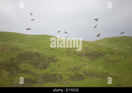 Ponterwyd, Pays de Galles, Royaume-Uni. 11 juin 2014. Les visiteurs de découvrir le temps chaud lumineux sur une visite à Nant Bwlch yr Arian centre d'exploitation forestière près de Aberystwyth. Le point culminant pour la plupart de ceux qui visitent est à regarder de près la main, la Red Kites alimenté au bord de l'eau. Des dizaines de cerfs-volants circle la station d'alimentation chaque après-midi, sachant qu'ils seront nourris à autour de 15 heures chaque jour. Credit : atgof.co/Alamy Live News Banque D'Images