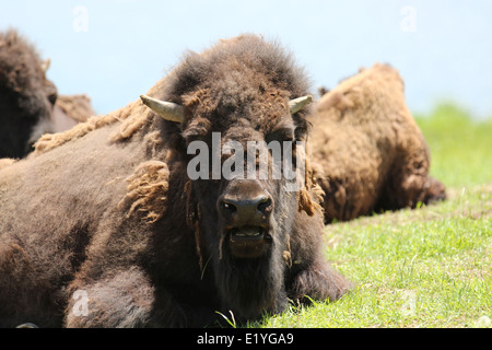 Pose de bison dans un champ Banque D'Images