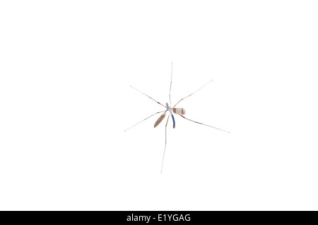 Bug Mosquito isolated on white Banque D'Images