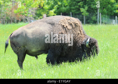 Profil mange de l'herbe de bison Banque D'Images