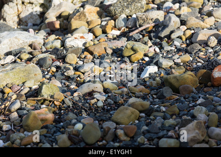 Un Gravelot nichant sur l'estran de galets juste Head Ballycastle le comté d'Antrim en Irlande du Nord Banque D'Images