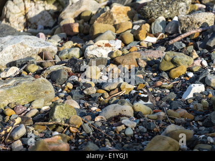 Un Gravelot nichant sur l'estran de galets juste Head Ballycastle le comté d'Antrim en Irlande du Nord Banque D'Images