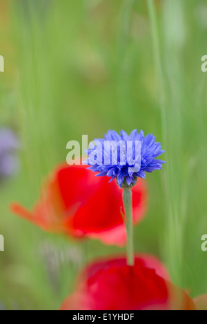 Centaurea cyanus. Le bleuet contre un coquelicot rouge contexte Banque D'Images