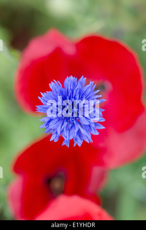 Centaurea cyanus. Le bleuet contre un coquelicot rouge contexte Banque D'Images