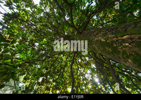 sous l’arbre Banque D'Images