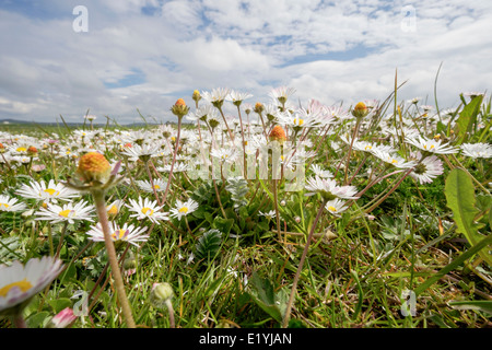 Low angle view of Daisies poussant dans les prairies de l'été "machair" écossais de fleurs sauvages. North Uist Western Isles Hébrides extérieures en Écosse Royaume-Uni Grande-Bretagne Banque D'Images