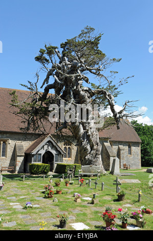 Birdham Église près de Chichester, West Sussex avec un cyprès tordus un conifère que l'on croit être plus de 350 ans Banque D'Images