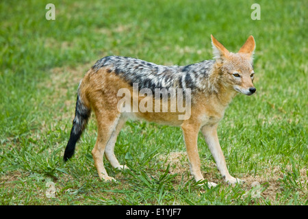 Le chacal à dos noir (Canis mesomelas), également connu sous le nom de l'argent de secours ou rouge jackal Banque D'Images