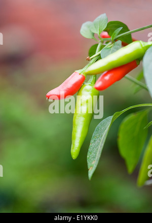 Chili's rouge et vert sur un plant de piment Banque D'Images