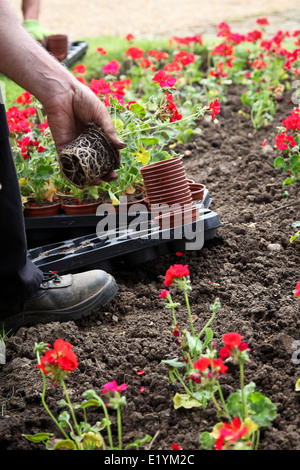 Les travailleurs de les planter en été, le jardin des plantes à repiquer dans un jardin municipal afficher Banque D'Images