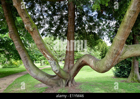 Un cèdre rouge de l'arbre qui grandit dans un arboretum création Banque D'Images