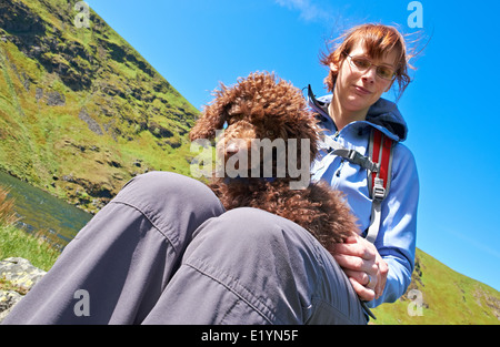 Un randonneur avec un chiot femelle assis sur son genou dans le Lake District en Angleterre. Banque D'Images