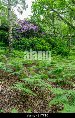 Rhododendrons sauvages et de fougères dans un bois. Banque D'Images