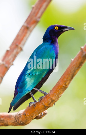 Cape Starling, red-shouldered starling-brillant ou glacé Cape starling (Lamprotornis nitens) Banque D'Images