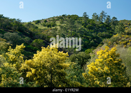 Mimosa acacia arbres en fleur, Monchique, Algarve, Portugal Banque D'Images