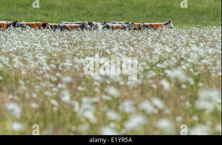 Troupeau de jeunes Anglais Longhorn bulls paissant dans un champ de marguerites. Banque D'Images