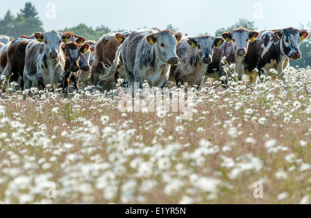 Troupeau de jeunes Anglais Longhorn bulls paissant dans un champ de marguerites. Banque D'Images