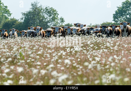 Troupeau de jeunes Anglais Longhorn bulls paissant dans un champ de marguerites. Banque D'Images