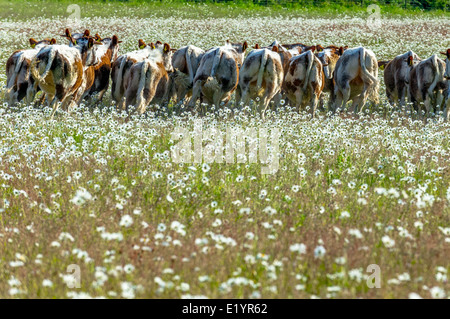 Troupeau de jeunes Anglais Longhorn bulls paissant dans un champ de marguerites. Banque D'Images