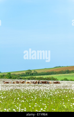 Troupeau de jeunes Anglais Longhorn bulls paissant dans un champ de marguerites. Banque D'Images