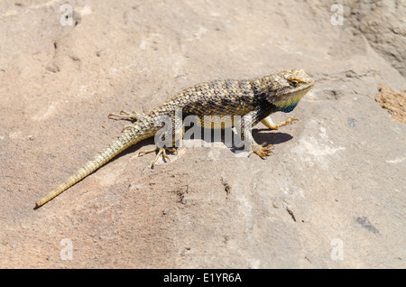 Lits jumeaux mâles-spotted, lézard épineux (Sceloporus bimaculosus), Valencia Co., New Mexico, USA. Banque D'Images