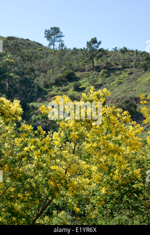 Mimosa acacia arbres en fleur, Monchique, Algarve, Portugal Banque D'Images