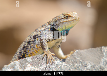 Lits jumeaux mâles-spotted, lézard épineux (Sceloporus bimaculosus), Valencia Co., New Mexico, USA. Banque D'Images