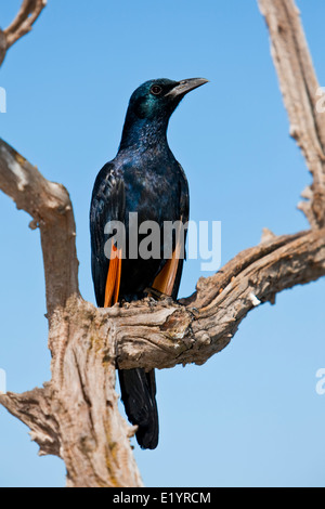Cape Starling, red-shouldered starling-brillant ou glacé Cape starling (Lamprotornis nitens) Banque D'Images