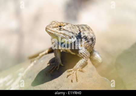 Lits jumeaux mâles-spotted, lézard épineux (Sceloporus bimaculosus), Valencia Co., New Mexico, USA. Banque D'Images