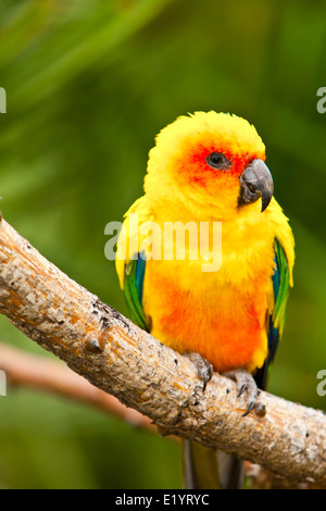 Perruche Conure soleil ou soleil (Aratinga solstitialis) Banque D'Images