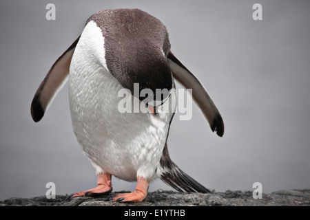 Penguin se donne jusqu'en étant debout sur un pilier en pierre Banque D'Images