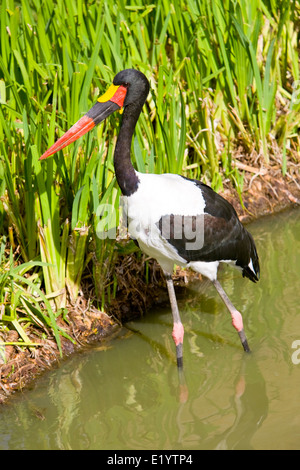 Saddle-billed stork ( Ephippiorhynchus senegalensis ) Banque D'Images