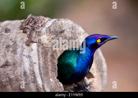 Cape Starling, red-shouldered starling-brillant ou glacé Cape starling ( Lamprotornis nitens ) Banque D'Images