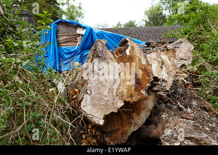 Chambre endommagé par un grand arbre abattu pendant les tempêtes Bangor Northern Ireland Banque D'Images