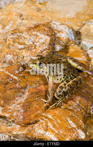 La grenouille léopard de plaine Lithobates yavapaiensis Catalina, comté de Pima, Arizona, United States 9 juin des profils des Ranidés Banque D'Images