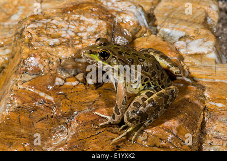 La grenouille léopard de plaine Lithobates yavapaiensis Catalina, comté de Pima, Arizona, United States 9 juin des profils des Ranidés Banque D'Images