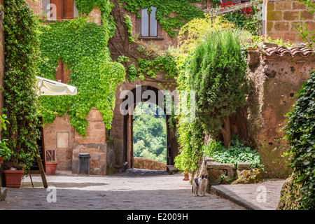 Ancienne ville envahie de lierre en Toscane Banque D'Images