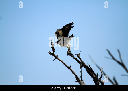 Eagle Marshall décollant de son haut perchoir grand oiseau chasse puissant Banque D'Images