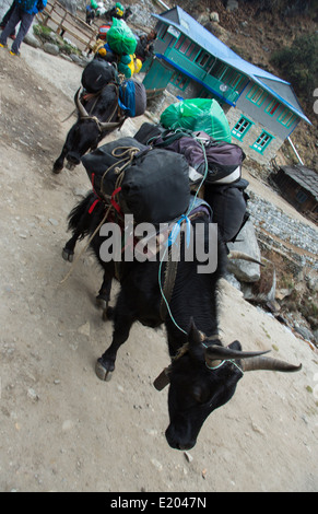 Le Népal Himalaya Dzo yaks être parqués à travers le village de Bengkar yak vache Solukhumbu Everest Mt à distance Banque D'Images