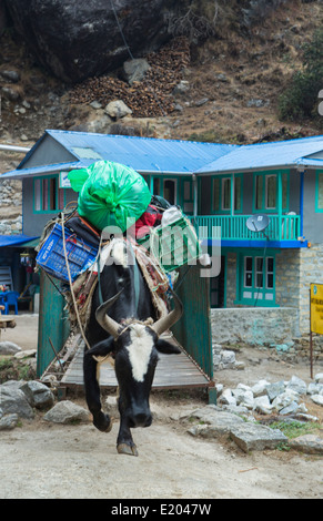 Le Népal Himalaya Dzo yaks être parqués à travers le village de Bengkar yak vache Solukhumbu Everest Mt à distance Banque D'Images