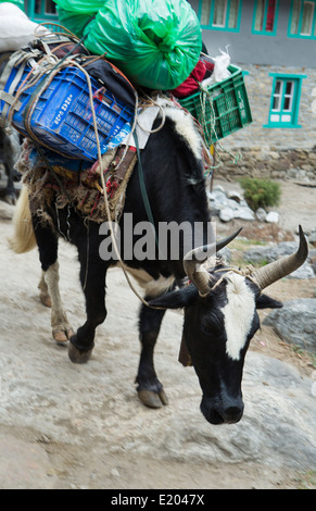 Le Népal Himalaya Dzo yaks être parqués à travers le village de Bengkar yak vache Solukhumbu Everest Mt à distance Banque D'Images