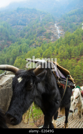 Le Népal Himalaya Dzo yaks marchant sur un pont suspendu à Larjha Doban Solukhumbu vache à distance le Mt Everest yak Banque D'Images