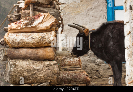 Le Népal Dzo yak se trouve dans une maison à Thamo, Solukhumbu remote, le Mt Everest, Himalaya Banque D'Images