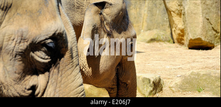 Les éléphants d'Asie au zoo de Twycross Atherstone Warwickshire Angleterre UK Banque D'Images
