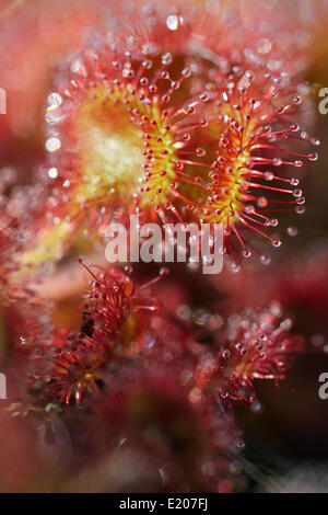 Le rossolis (Drosera rotundifolia), de l'Ems, Basse-Saxe, Allemagne Banque D'Images