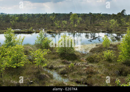 Étang de la tourbière sur le sentier dans le Schwarzes Moor nature reserve, haute lande, Réserve de biosphère de Rhön, Fladungen, Bavière, Allemagne Banque D'Images