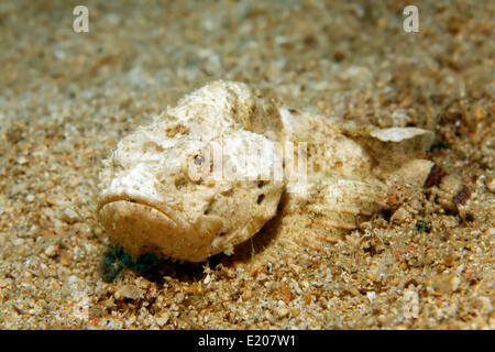 Devil Scorpionfish (Scorpaenopsis diabolus), sur fond de sable, Sabang Beach, Puerto Galera, Mindoro, Philippines Banque D'Images