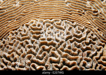 Rare modèle d'une moindre Valley, corail (Platygyra lamellina), Stony coral, Sabang Beach, Puerto Galera, Mindoro, Philippines Banque D'Images